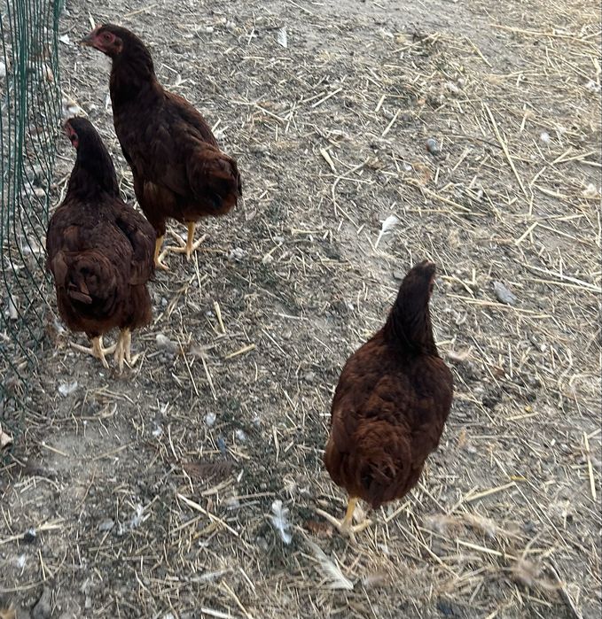 Trio de rhode island red  jovens ou mais quantidades