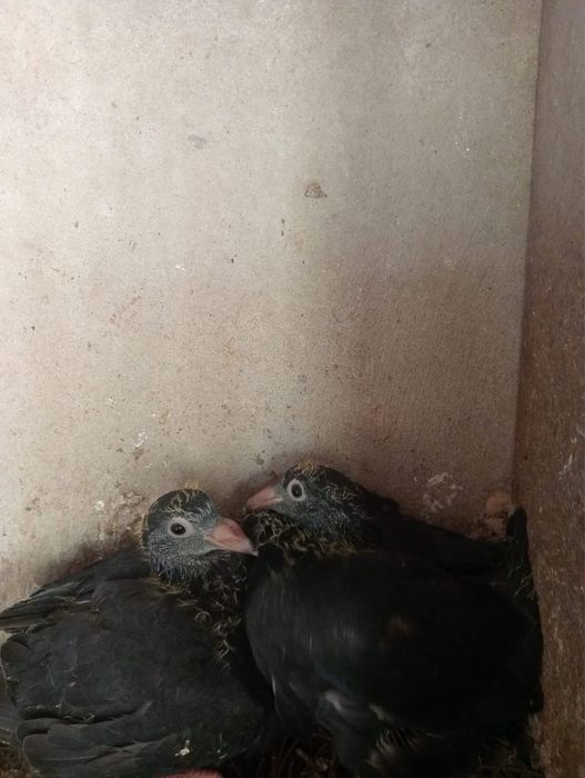 Pombos Correios em Braga