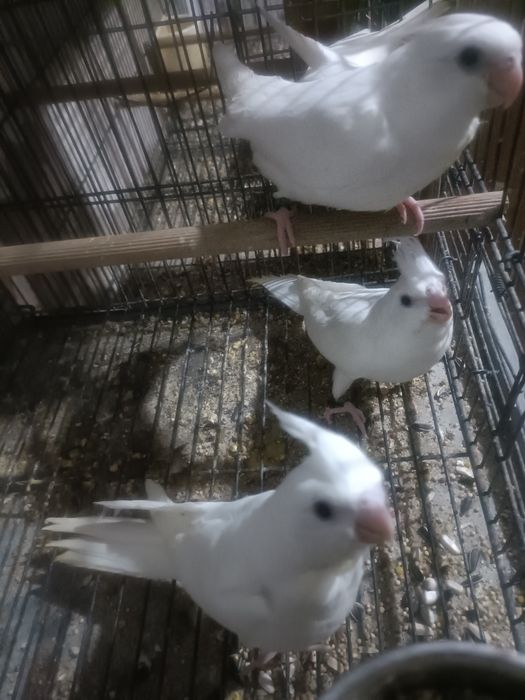 Caturras albinas criadas  a mão