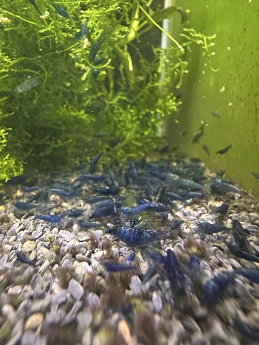 Neocaridinas Blue Dream