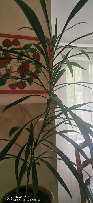 Драцена кімнатна