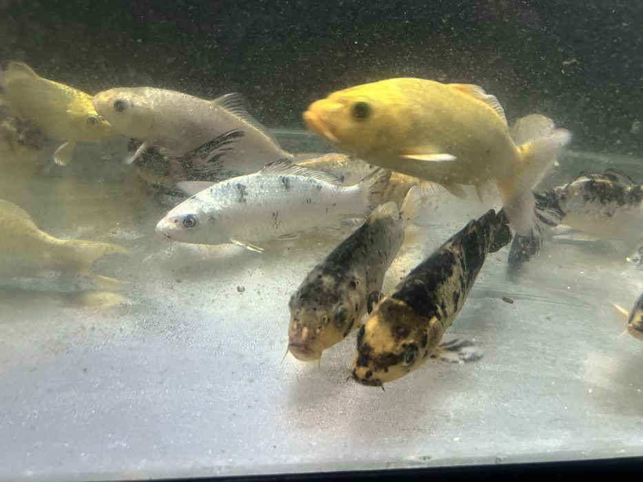 Karp koi - ryba do oczek wodnych - 15 -20cm