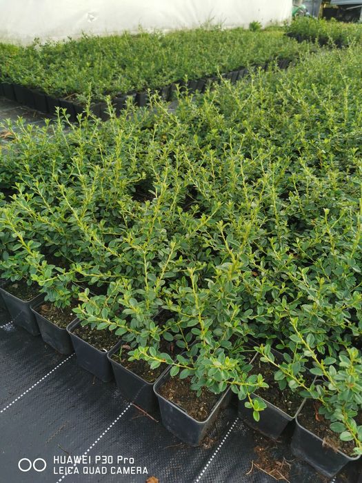 Irga Dammera Coral Beauty p9