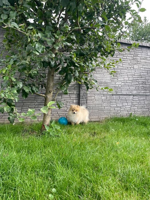 Szpic miniaturowy Pomeranian – rudo-sobolowy chłopczyk
