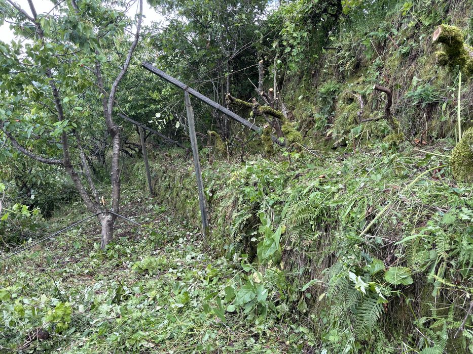 Limpeza de terrenos/jardins