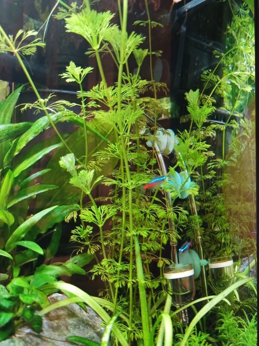 Limnophila Sessiliflora Limnofilia