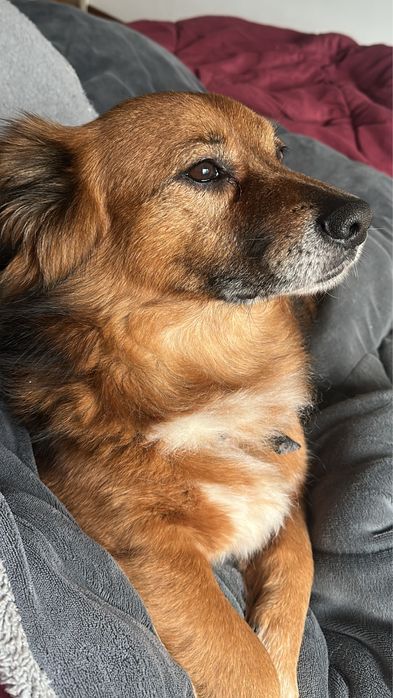 Cãozinho para adoção