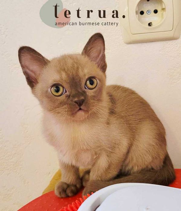 Выразительные глаза, особенность американской бурмы!