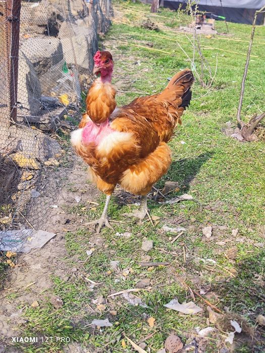 Kolorowe jaja lęgowe