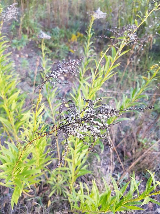 korepetycje  z języka polskiego   1. lekcja gratis!