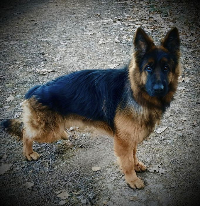 Owczarek niemiecki długowłosy