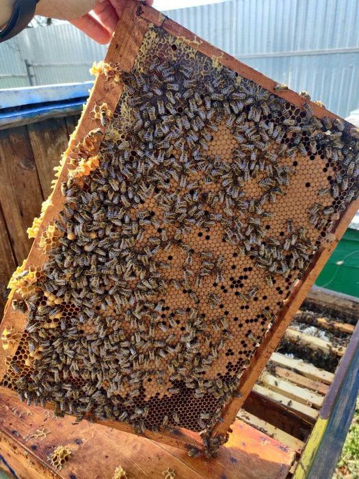 Бджоломатка Карніка Лампрехт ( Lamprecht) австрійський матеріал )