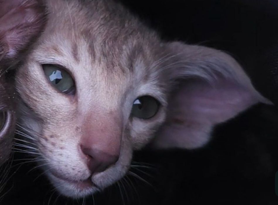 Орієнтальні  хлопці