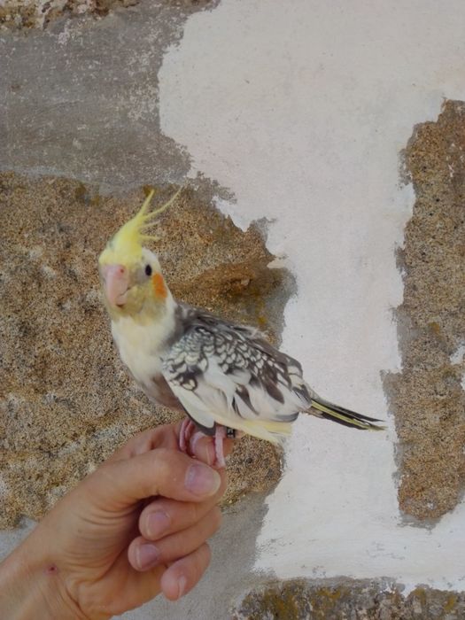 Caturras Domesticadas