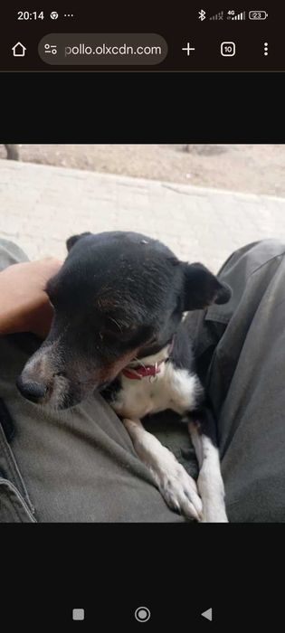 Temos éstes caizinhos para adoção