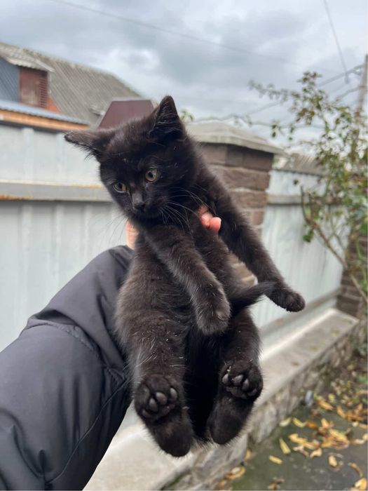 Кошенята шукають домівки