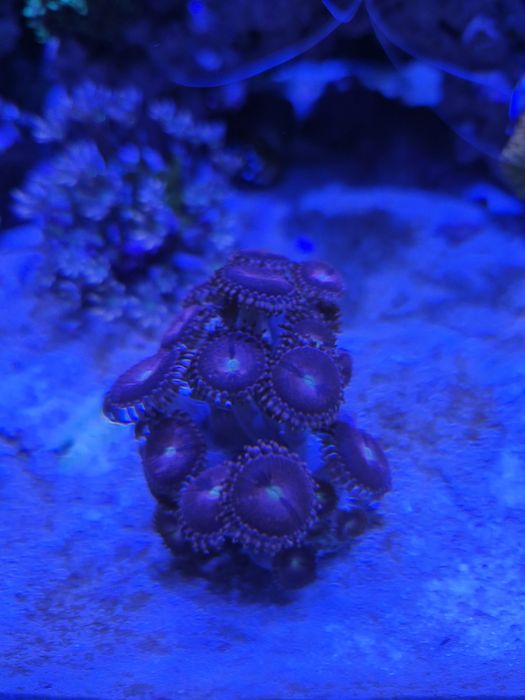 Koral Zoa  Zoanthus purple bee