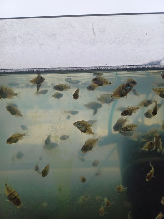 Młode pielegnice cutter