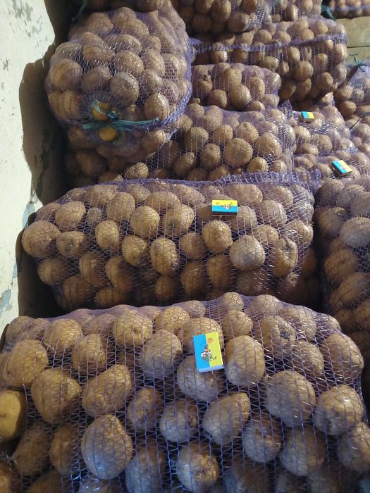 Насіння картоплі