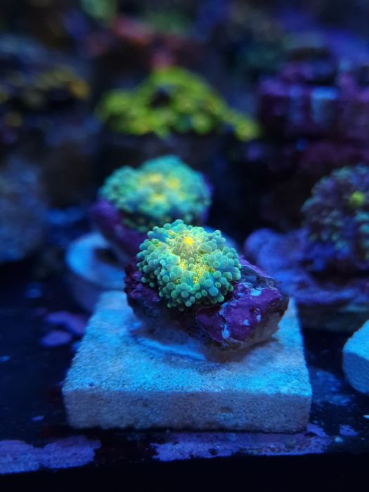 Ricordias yumma corais agua salgada