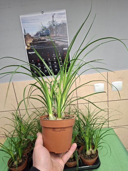 Nolina, Beaucarnea recurvata, Stopa słonia WYSYŁKA