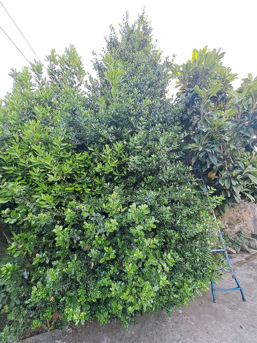Azevinho para jardim