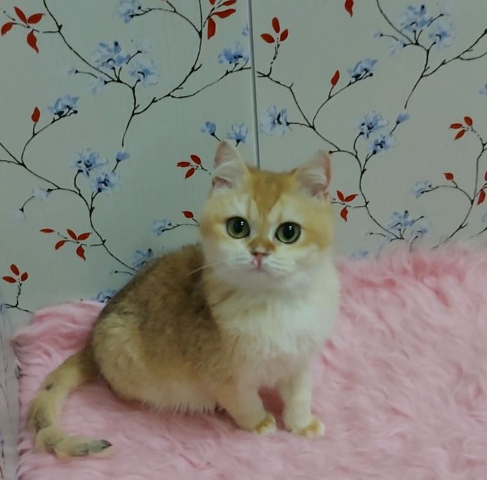 Британские котята золотая шиншилла