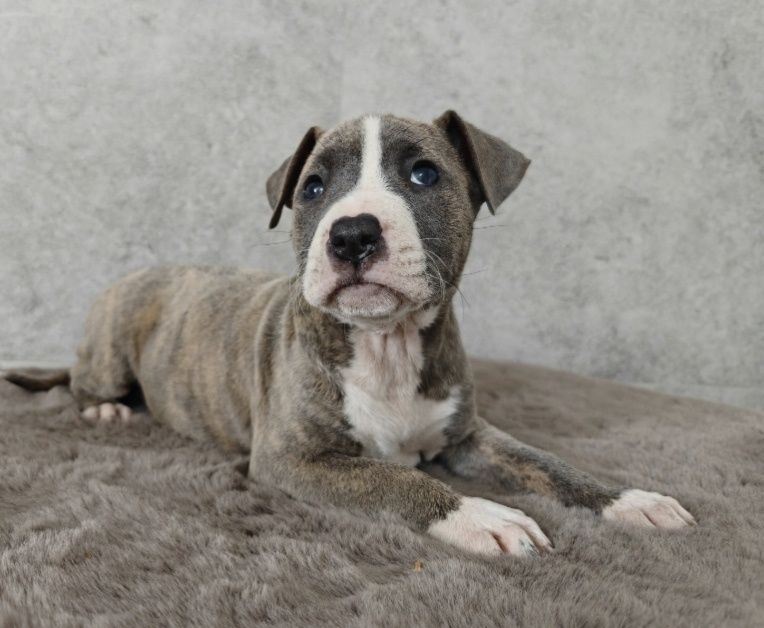 Urocza i rodzinna suczka amstaff!
