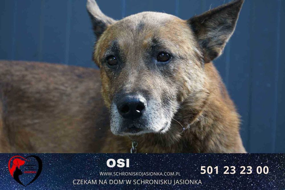 OSI do adopcji Schronisko Jasionka
