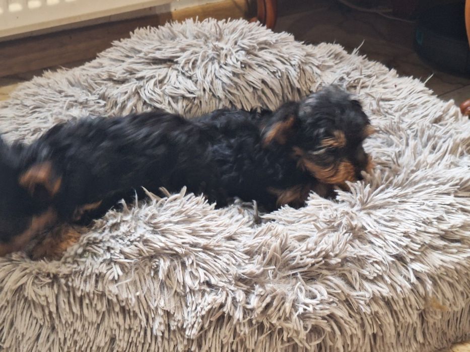 Yorkshire terrier z dokumentami