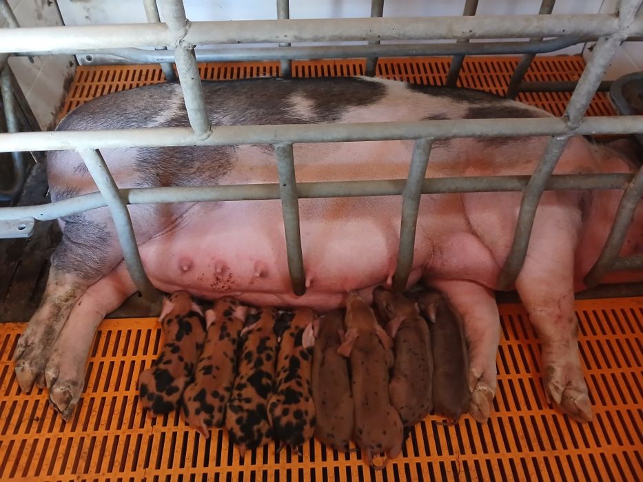 Leitões  Malhado de Alcobaça x Duroc