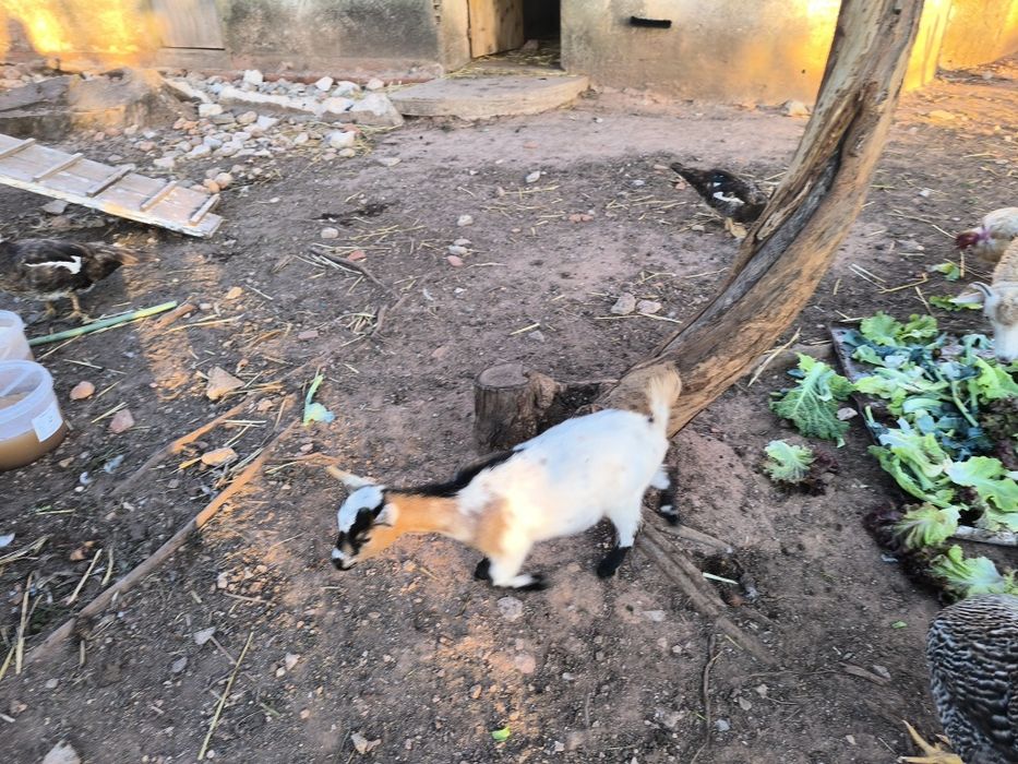 Vendo cabras anãs