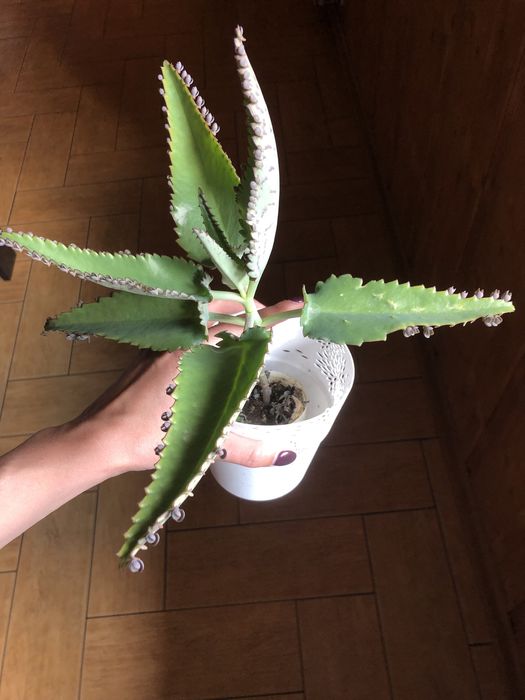 Żyworódka, sadzonka z rozmnóżkami