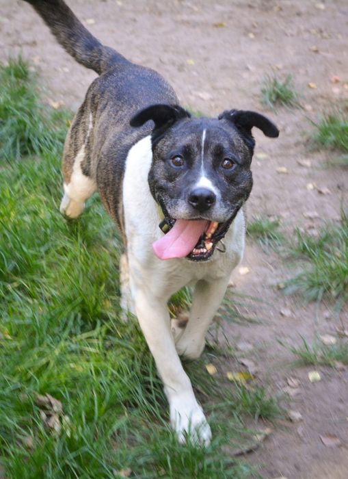 Cudowny Łatek w typie amstaffa czeka na dom