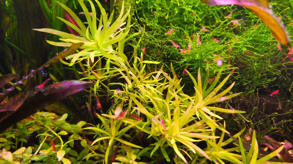 Heteranthera zosterifolia
