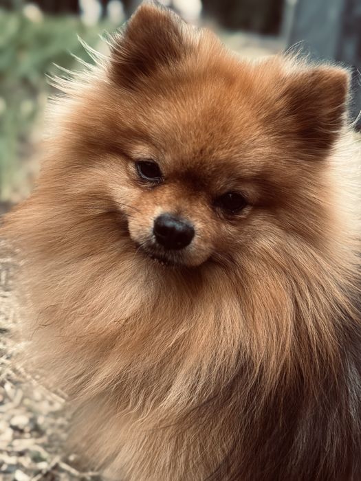 Немецкий шпиц вязка