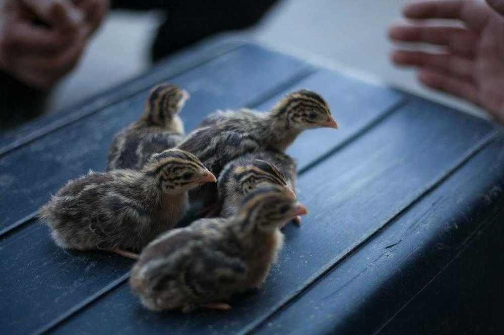 Kurki Rosa młoda na jajko dowóz Gratis