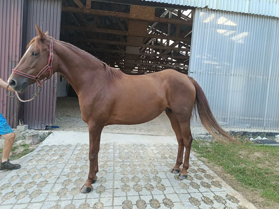 Sprzedam klacz rasy quarter horse