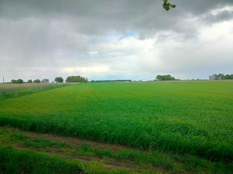Siedlisko 20ar z budynkami i 8,24h ziemi