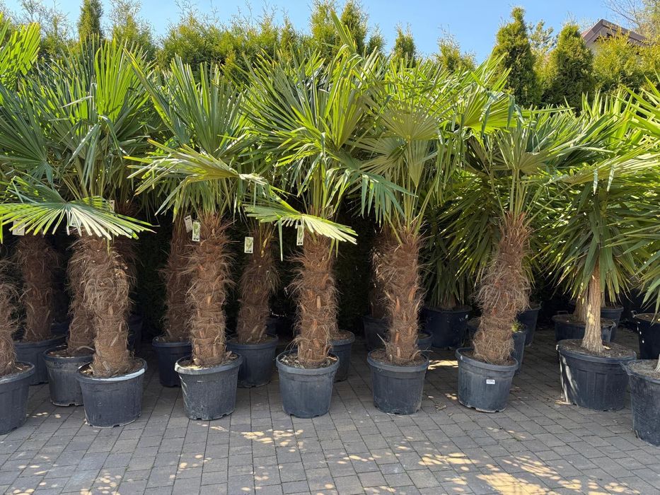 Trachycarpus fortunei palma mrozoodporna duża do ogrodu taras egzotyczna