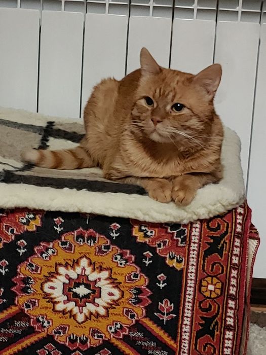 Шукаю кота. Допожіть знайти!