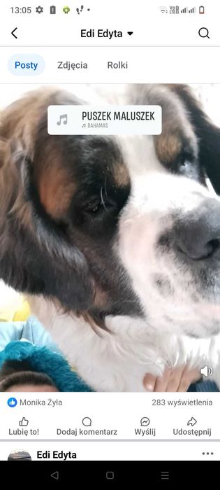 2-letni Bernardyn szuka dobrego domku