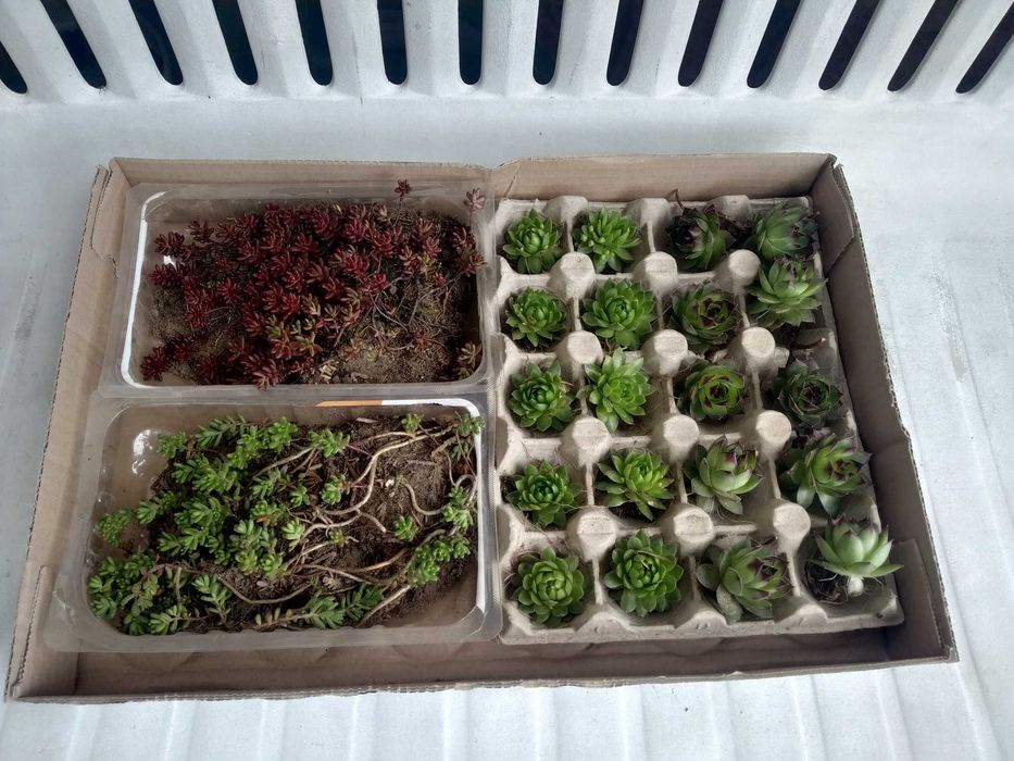 rojniki do aranżacji ogrodu skalnego