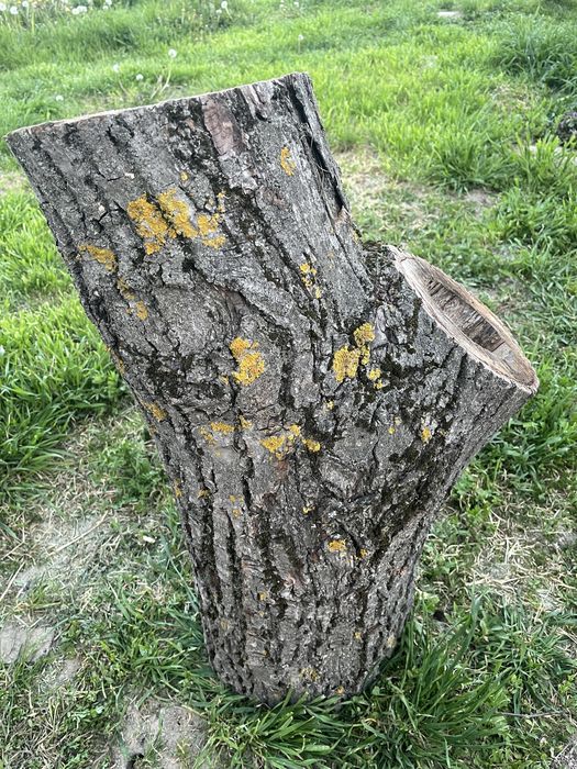 Orzech włoski pień na dekoracje ogodowe