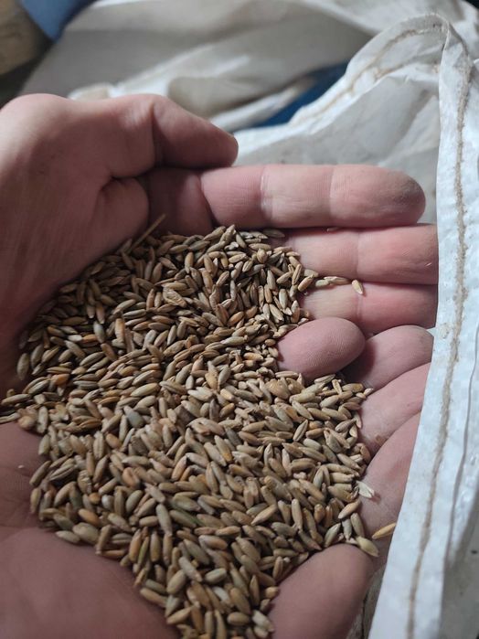 Żyto w big bagu lub luzem