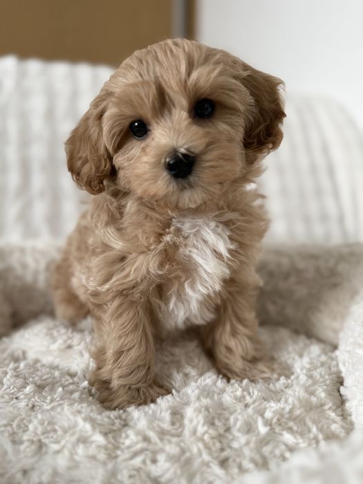 Maltipoo piesek gotowybdo odbioru