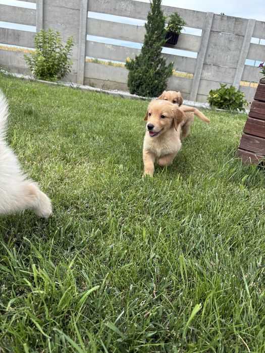 Golden retriever