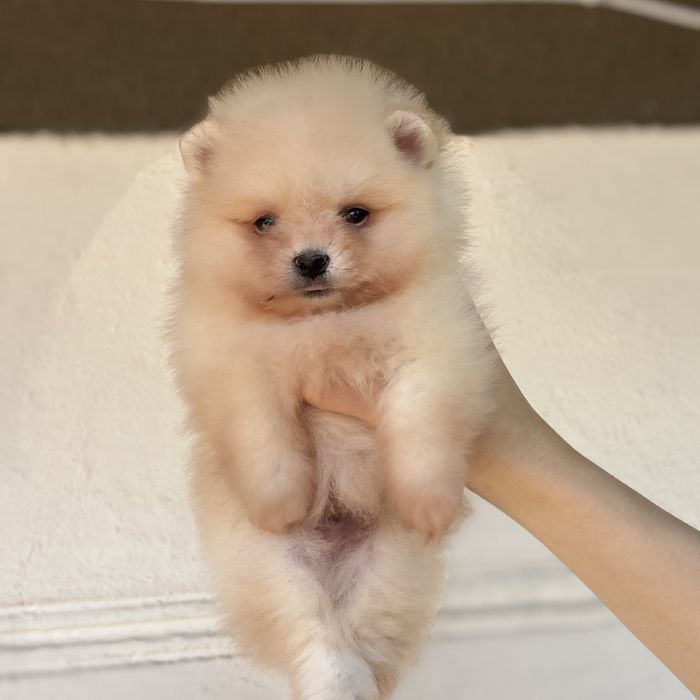 ляльковий Ведмедик шок классу