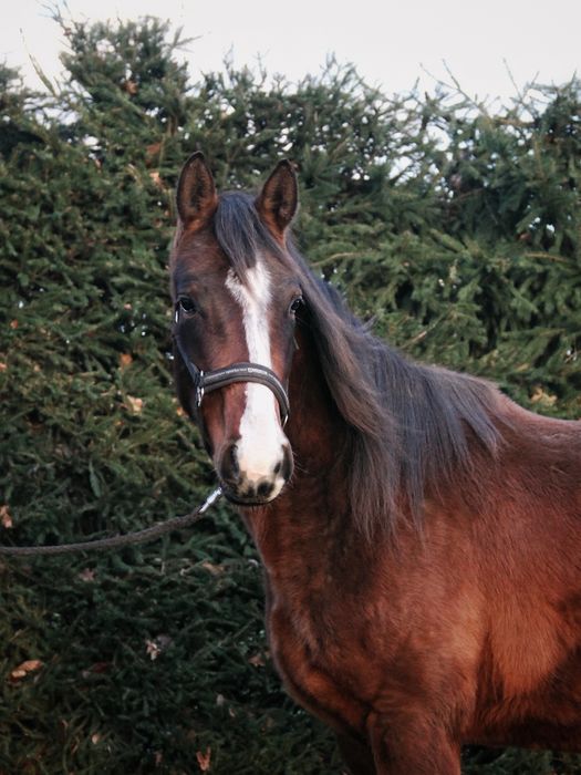 Mloda klacz 3,5 roku