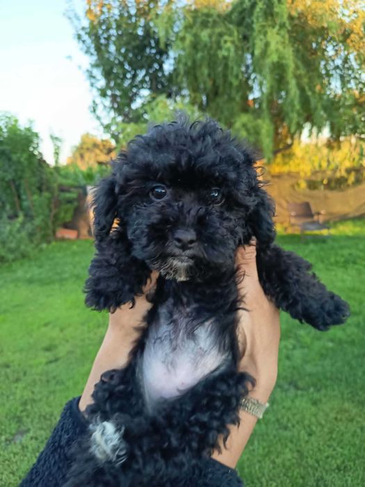 Maltipoo, cavapoo, mix, hybryda, piękna, mądra i wesoła suczka